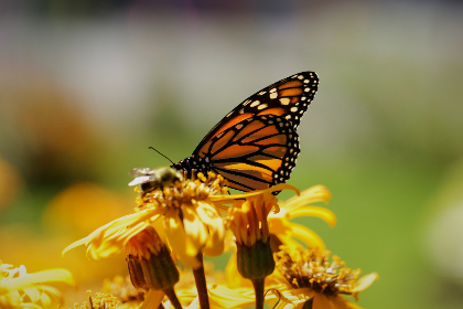 337P日本大胆欧美人