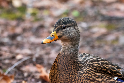 2020最新Aⅴ网站 2020最新Aⅴ网站