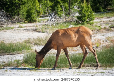 2020久久国自产拍精品
