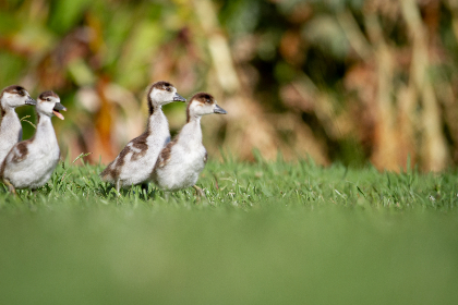 医生说怀男孩的特点